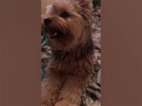 #йорк #собака #тренды #щенок #dog #собачки #смешныесобаки - YouTube