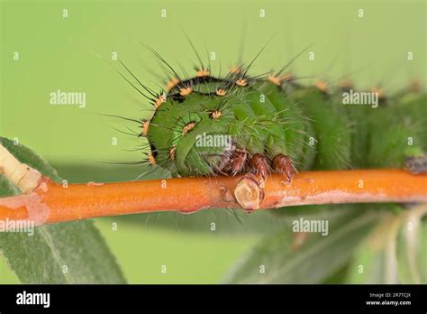 Willow Salix Alba Vitellina Hi Res Stock Photography And Images Alamy