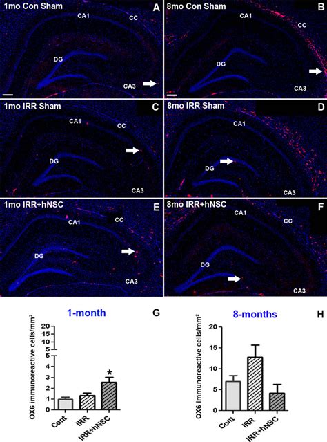 Representative Fluorescent Micrographs Of Ox Microglia Mhc Ii Red