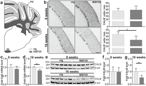 Human Alpha Synuclein Overexpressing MBP29 Mice Mimic Functional And