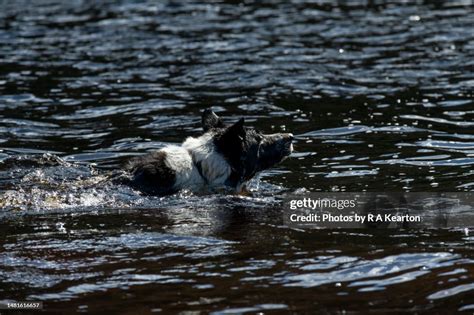 Border Collie Swimming In Deep Water High Res Stock Photo Getty Images