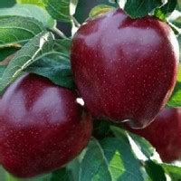 Саженцы яблони купить в Минске, по Беларуси почтой в интернет-магазине ...