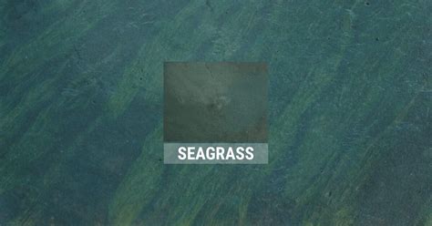 Seagrass Blue Green Stain Gallery Direct Colors