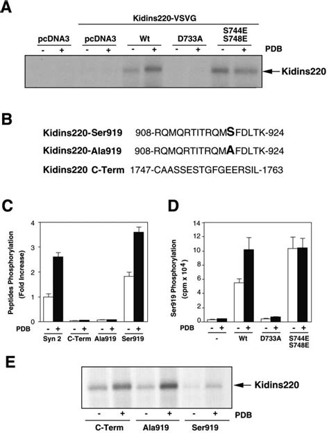 Pkd Phosphorylates Directly Kidins A Vector Alone Pcdna Or Pkd