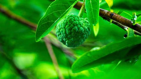 4 Benefits Of Atis Fruit For Skin Healthy Lifestyle