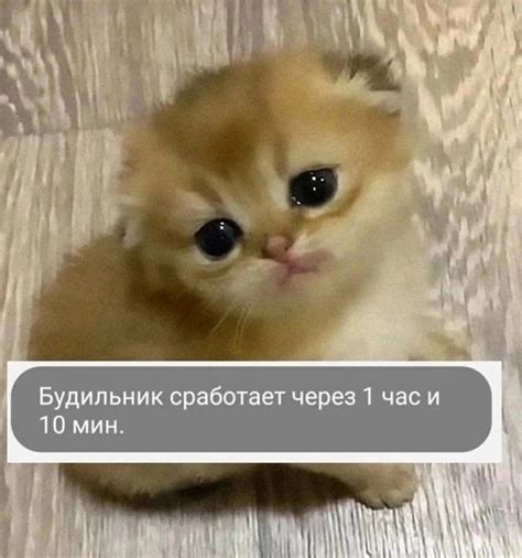 СМИ "Вервульф" - ООН 2024 | ВКонтакте