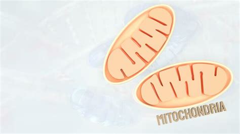 Mitochondria Stock Photos, Images and Backgrounds for Free Download