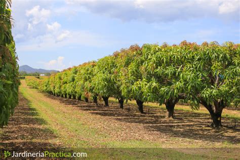 Rbol De Mango Caracter Sticas Cultivo Cosecha Y Abono Jardiner A