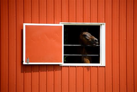 Free Photo Horse Stable Animal Farm Horse Free Download Jooinn