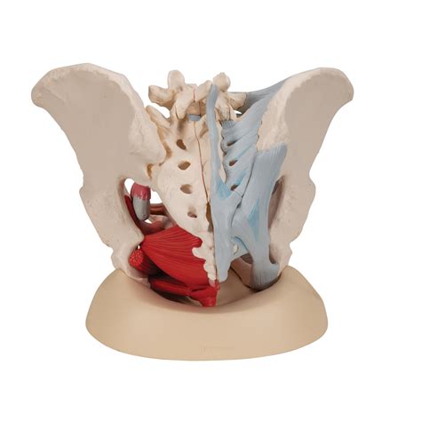 Bassin F Minin Avec Ligaments Sectionn Au Niveau Mi Sagittal