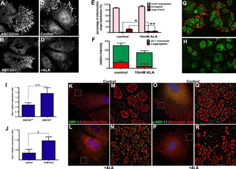 Protoporphyrin Ix Accumulation Disrupts Mitochondrial Dynamics And