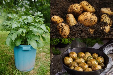 Growing Sweet Potatoes In Containers Video Growing Sweet Potatoes In ...