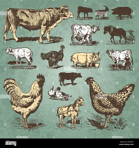 set of farm animals drawings. animal icons. vintage illustrations Stock ...