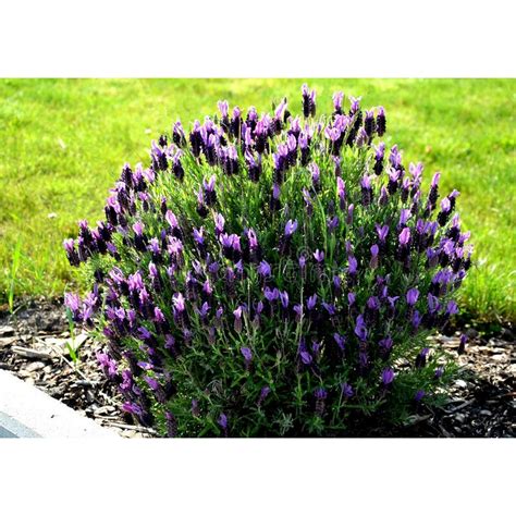 Lavanda Dark Violet De Cm La Ghiveci Lavanda La Ghiveci