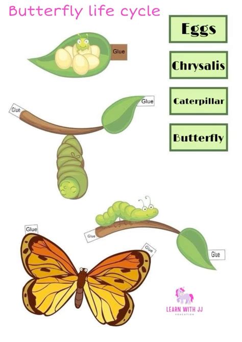 Butterfly life cycle 3D | Butterfly life cycle, Life cycles, Life cycle ...