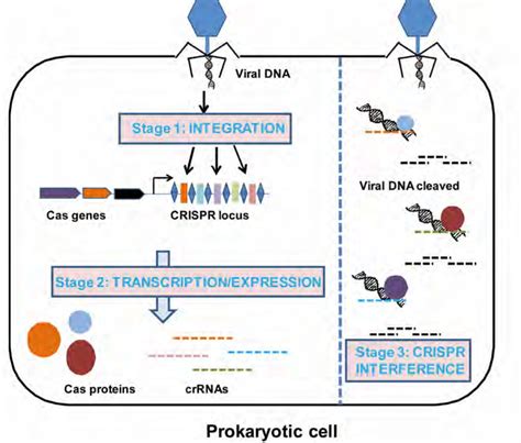 Applications Of CRISPR Cas9 In Agriculture Nutrition Health And