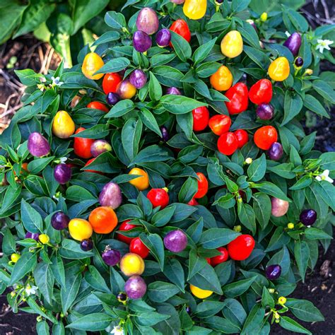 How To Grow Ornamental Peppers