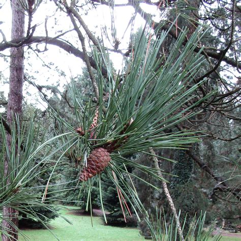 Pinus Nigra Austriaca In Cathays Cemetery