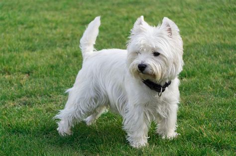 West Highland White Terrier Buy