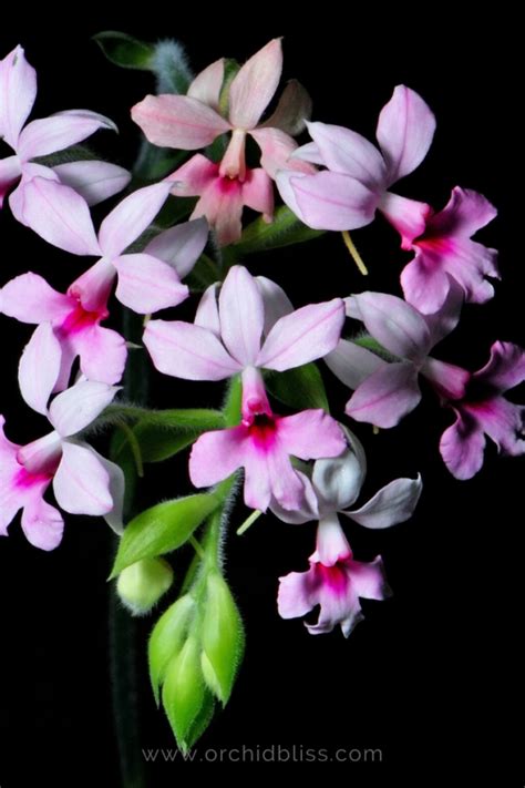 25 Easiest To Grow Orchids A Beginner S Guide Orchid Bliss