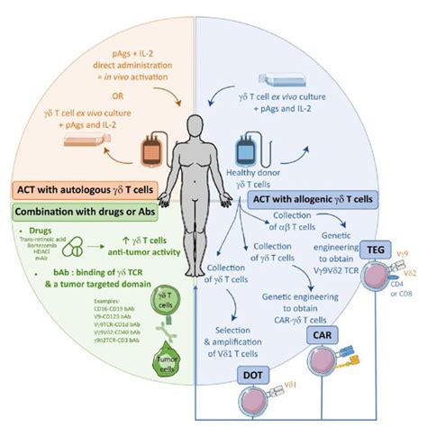 Spectrum Of Gd T Cells Based Immunotherapies In B Cell Malignancies