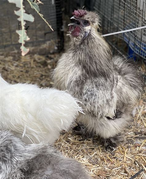 Beskar Mando And Latte The Partridge Silkies Buckaboo Farm