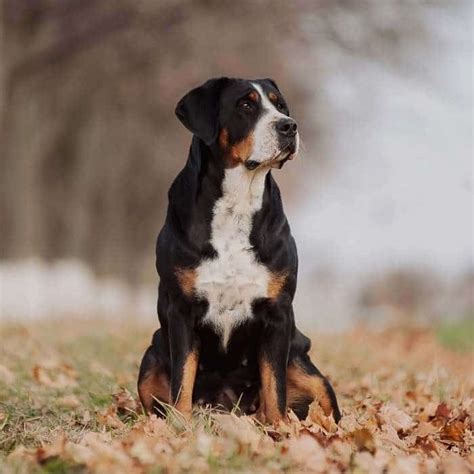 Großer Schweizer Sennenhund ideale Familienhund Passion Hund