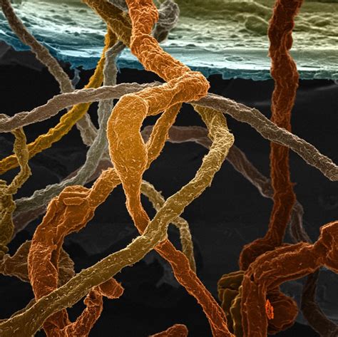 Scientists Make Art From Objects Invisible To The Naked Eye