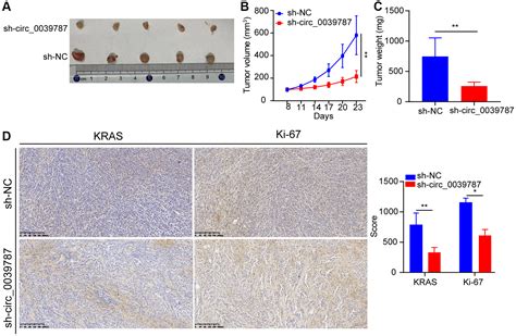 Circ0039787 Promotes Cervical Cancer Cell Tumorigenesis By Regulation