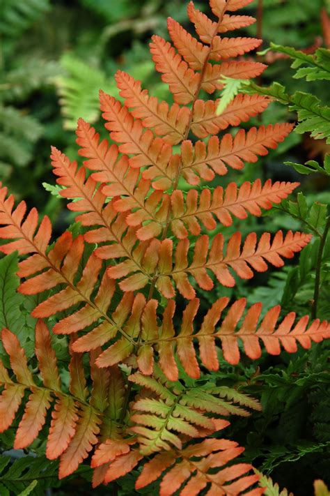 9 Low Maintenance Ferns To Liven Up Your Shade Garden Artofit