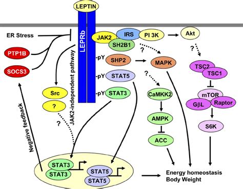 A Model Of Leptin Signaling And Leptin Resistance Leptin Binds To The