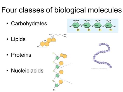 Biological Molecules Diagram Quizlet