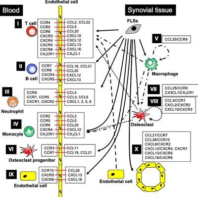 Frontiers Chemokines And Chemokine Receptors As Promising Targets In