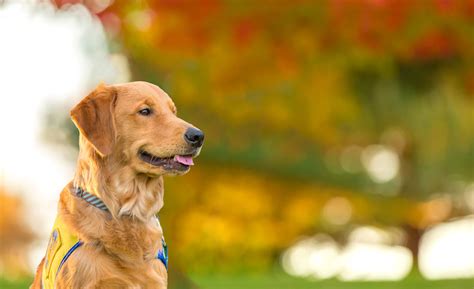 Home - Canine Companions