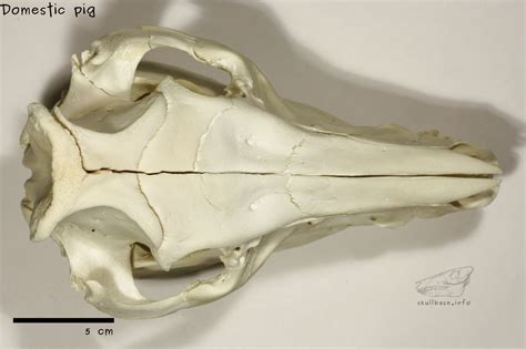 Domestic Pig Skull Base