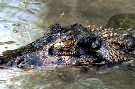 Black Caiman – "OCEAN TREASURES" Memorial Library