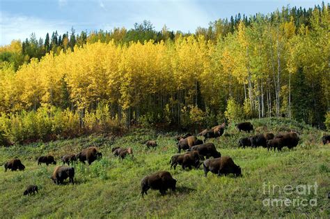 Wood Bison Photograph By Mark Newman Fine Art America