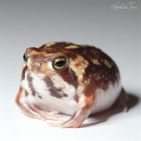 Desert Rain Frog Breviceps Macrops Anura Amphibia Toni Kingston