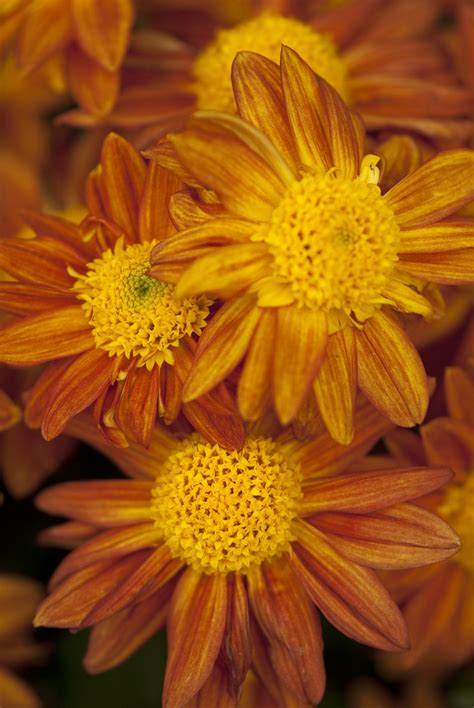 japans kiku return plant talk