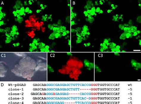 PDF CRISPR Cas9 Mutagenesis Through Introducing A Nanoparticle