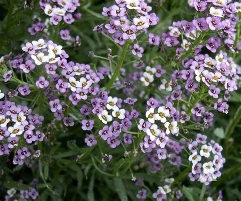 Dwarf Purple Sweet Alyssum (Lobularia maritima) | Applewood Seed Co.