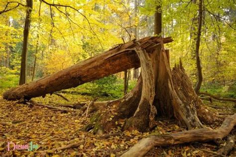 Biblical Meaning Of Falling Trees In Dreams Transformation