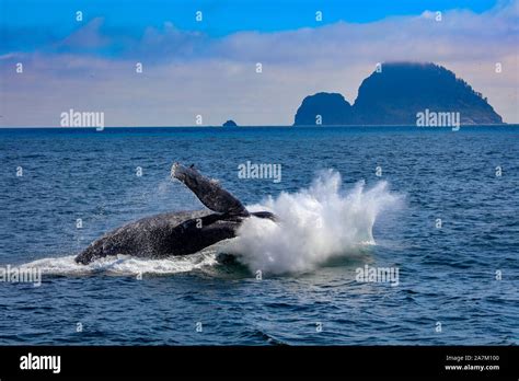 Humpback Whale Making A Big Splash After Breaching In Kenai Fjords