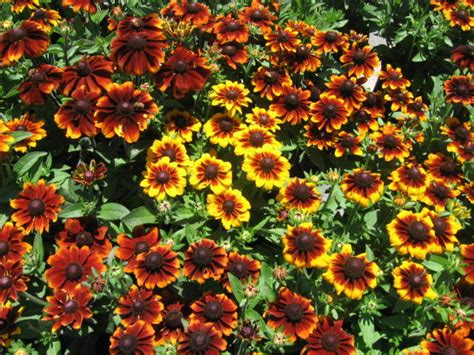 Top Perennial Flowers To Grow From Seed Gardenpicsandtips