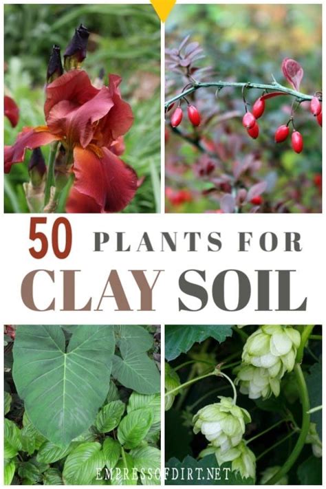 50 Plants For Clay Soil Flowers Shrubs And Trees Clay Soil Plants