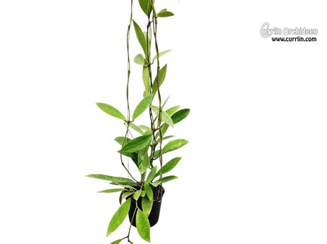 Hoya Pubifera Currlin Orchideen