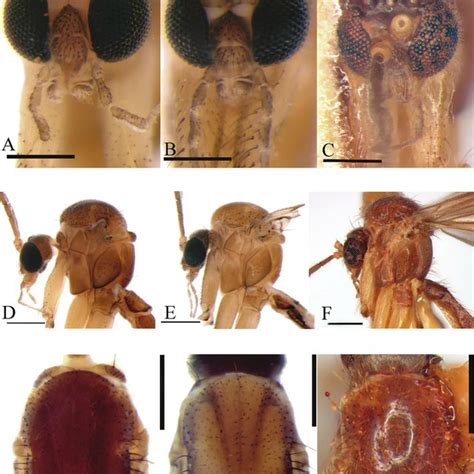 A Frontal Head Neuratelia Altoandina Sp Nov Holotype B Frontal Head