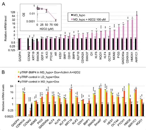 Oxidative Stress Mediated By Hydrogen Peroxide Cooperates With