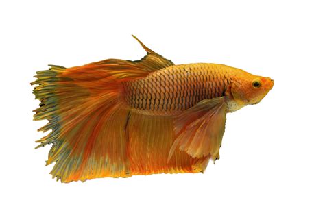 Beautiful Betta Fish On Transparent Background 19988489 Png