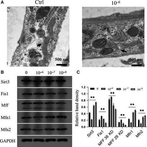 Dexamethasone Promotes Mesenchymal Stem Cell Apoptosis And Inhibits